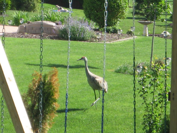 Sandhill Crane