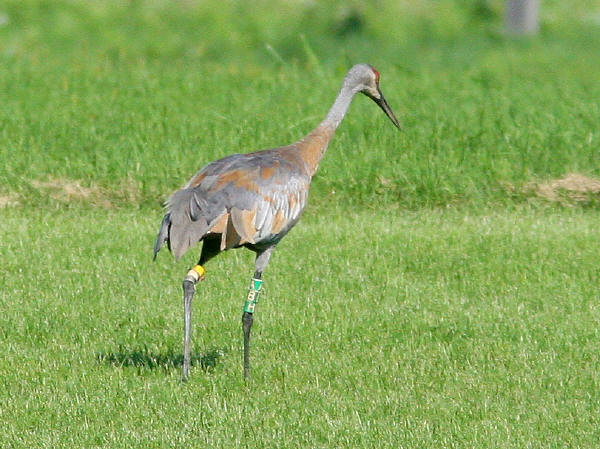 Sandhill Crane