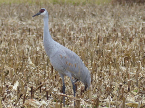 Sandhill Crane