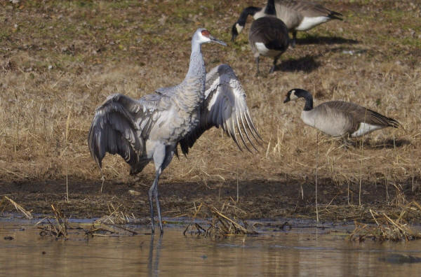 Sandhill Crane