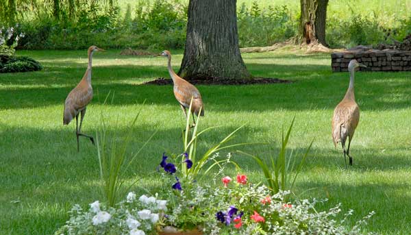 Sandhill Cranes