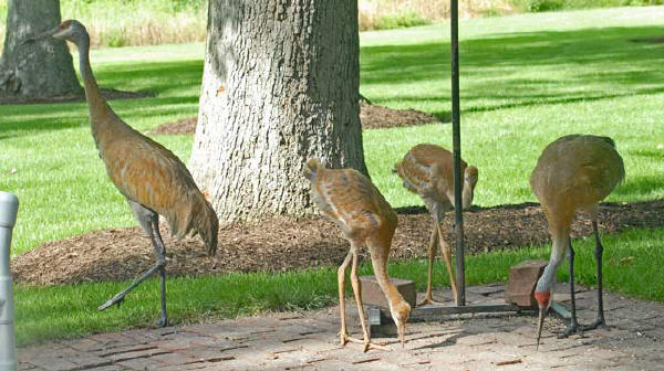 Sandhill Cranes