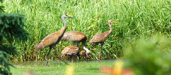 Sandhill Crane family