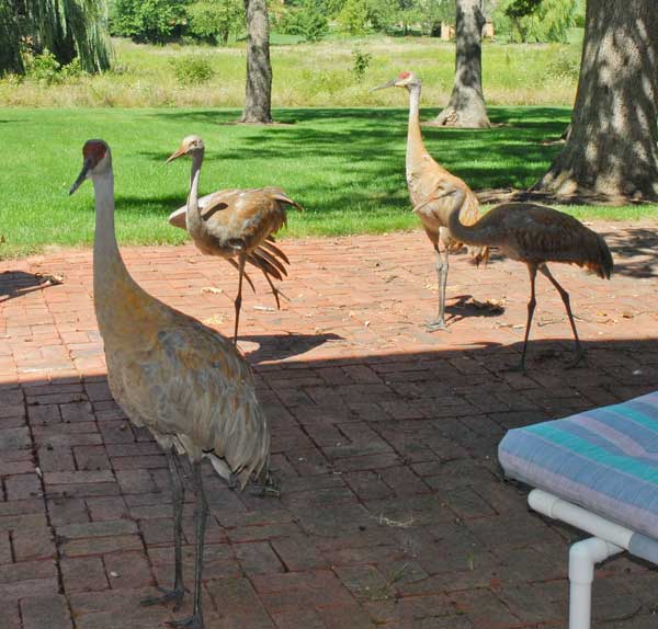 Sandhill Crane family