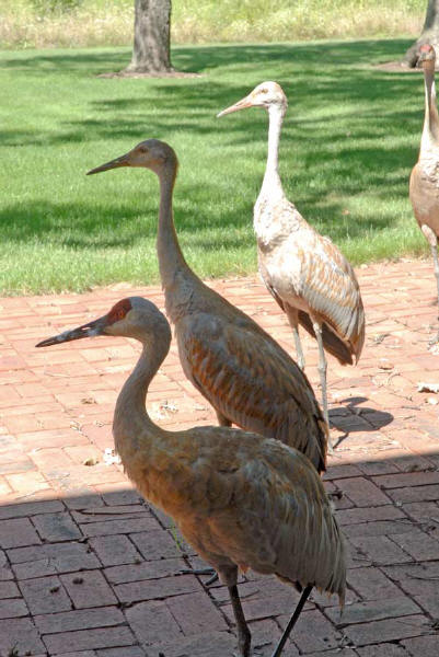 Sandhill Crane family