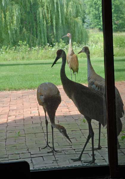 Sandhill Crane family