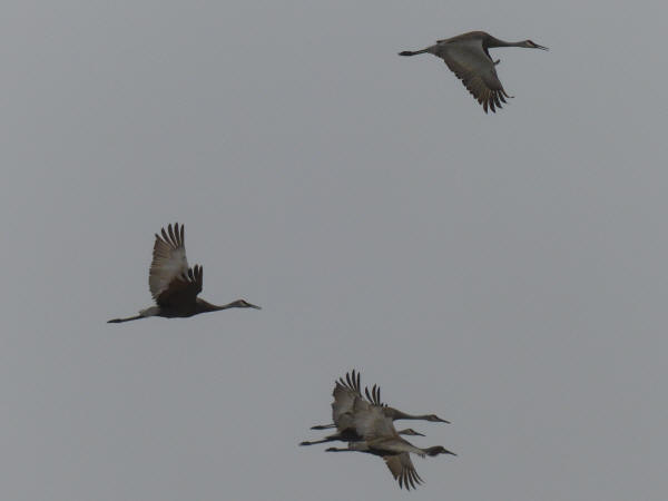 Sandhill Cranes