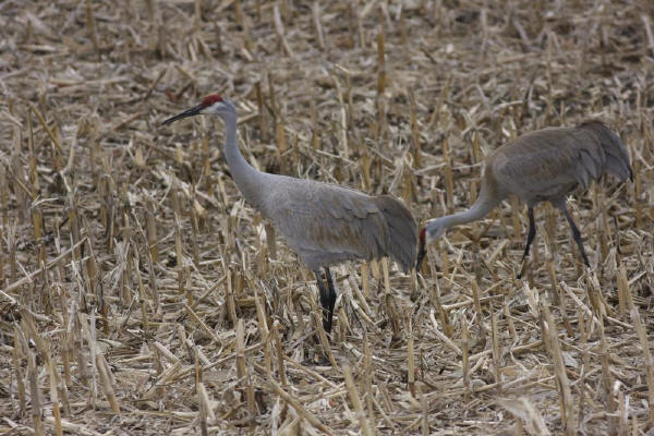 Sandhill Cranes