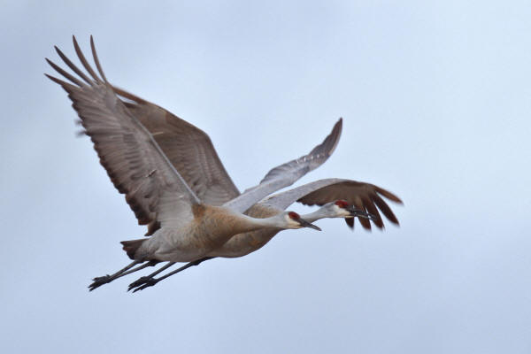 Sandhill Cranes