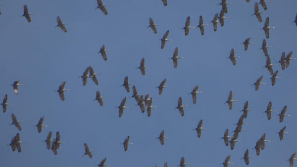 Sandhill Cranes