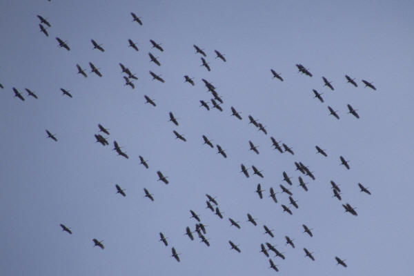 Sandhill Cranes