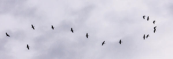 Sandhill Cranes