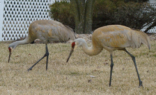 Sandhill Cranes