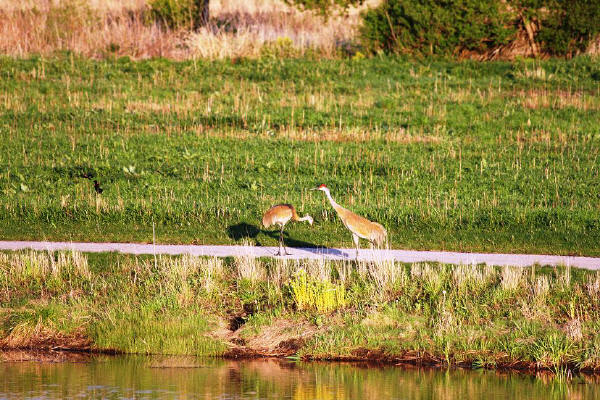 Sandhill Cranes