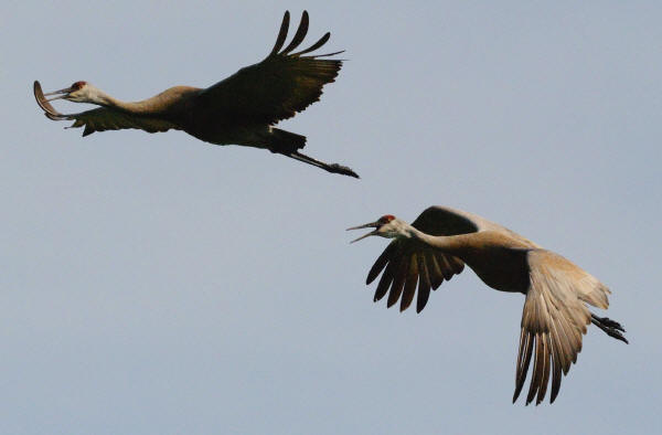 Sandhill Cranes