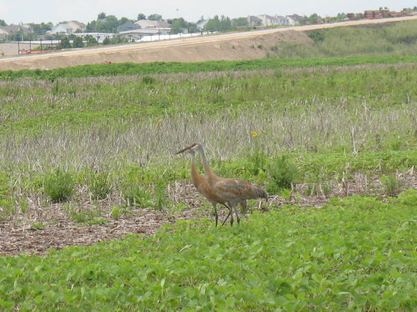 Sandhill Cranes