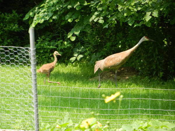 Sandhill Cranes