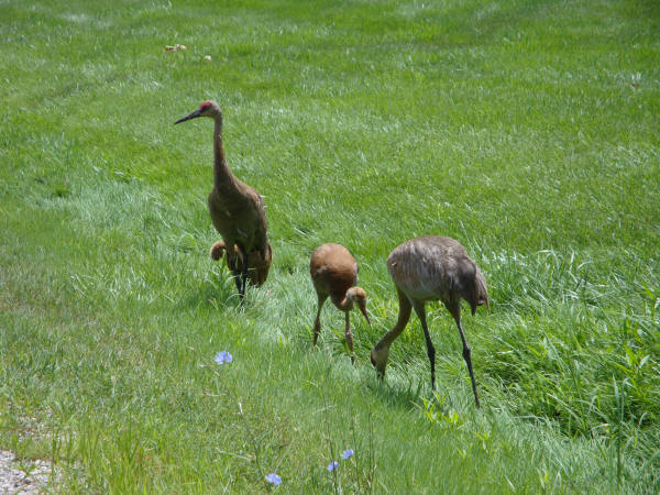 Sandhill Cranes