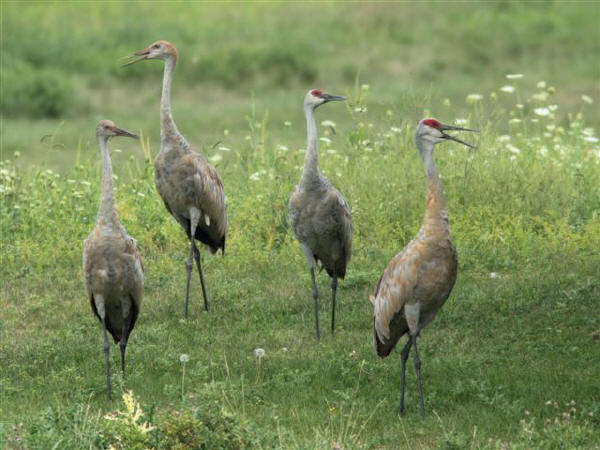 Sandhill Cranes