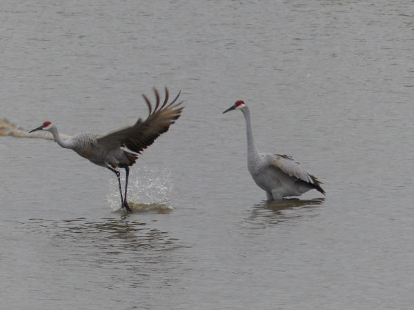 Sandhill Cranes