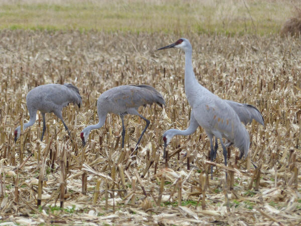 Sandhill Cranes