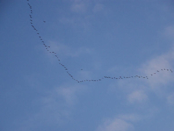 Sandhill Cranes