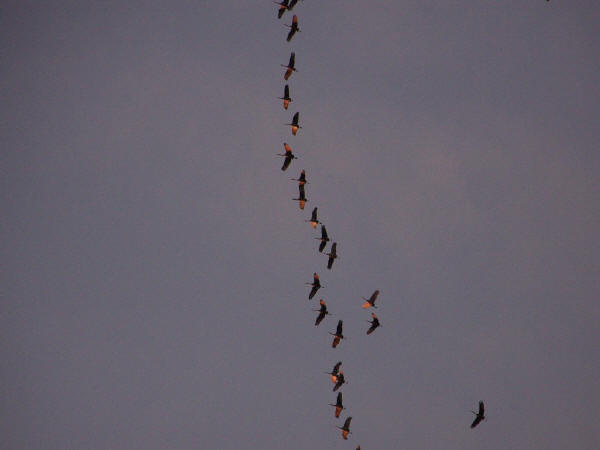 Sandhill Cranes