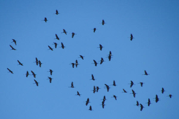 Sandhill Cranes