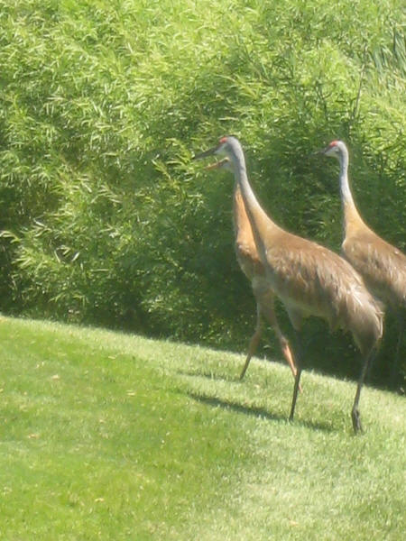 Sandhill Cranes with colt