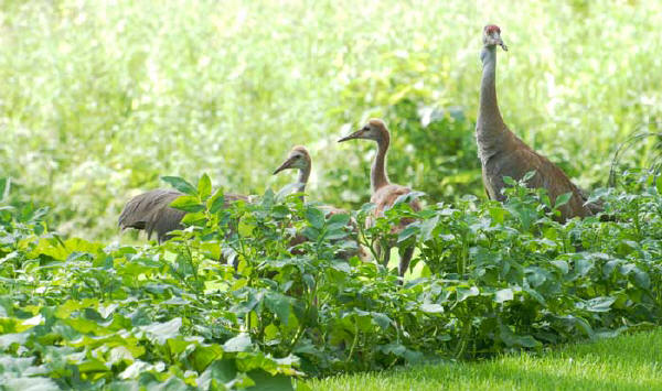 Sandhill Cranes