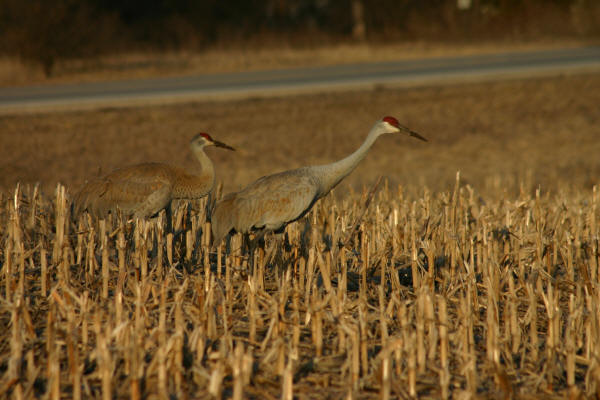 Sandhill Cranes