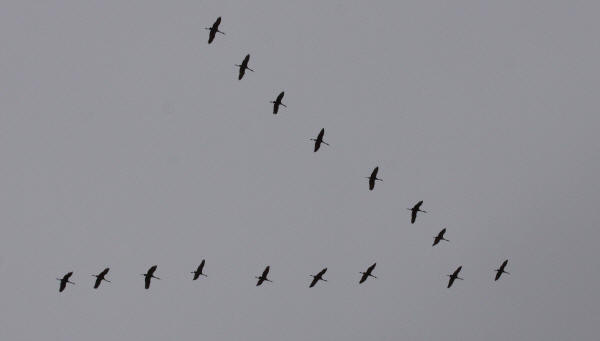 Migrating Sandhill Cranes