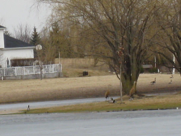 Sandhill Cranes, Canada Geese, Mallards, and Green-winged Teal(?)