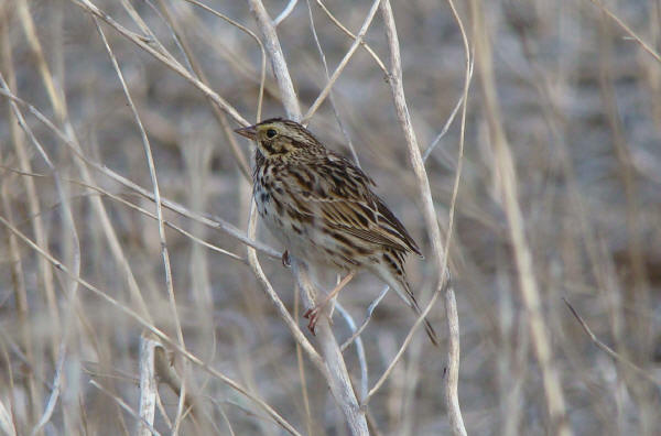 Savannah Sparrow