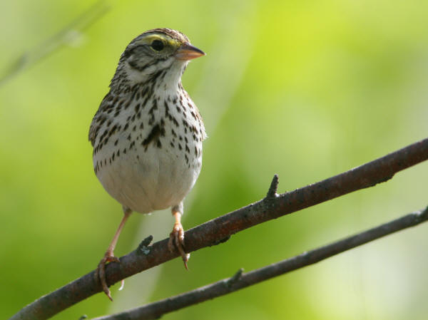 Savannah Sparrow