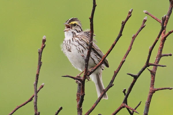 Savannah Sparrow