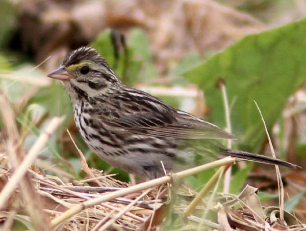 Savannah Sparrow