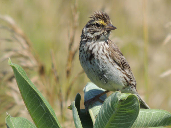 Savannah Sparrow