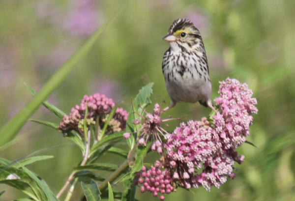 Savannah Sparrow