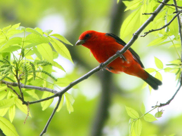 Scarlet Tanager