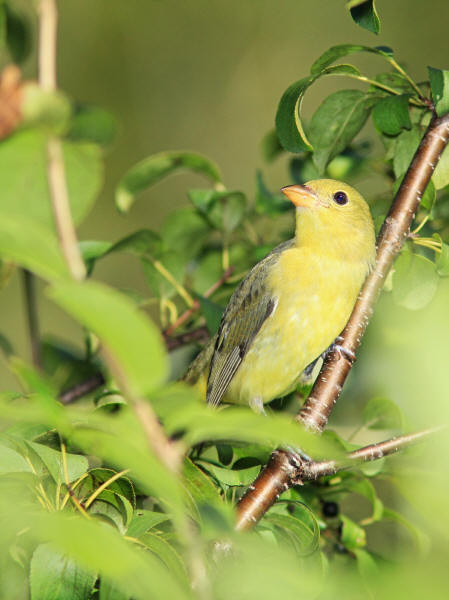 Scarlet Tanager