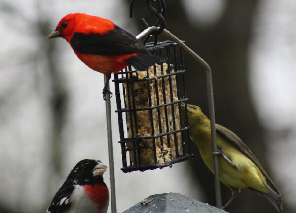 Scarlet Tanagers and Rose-breasted Grosbeak