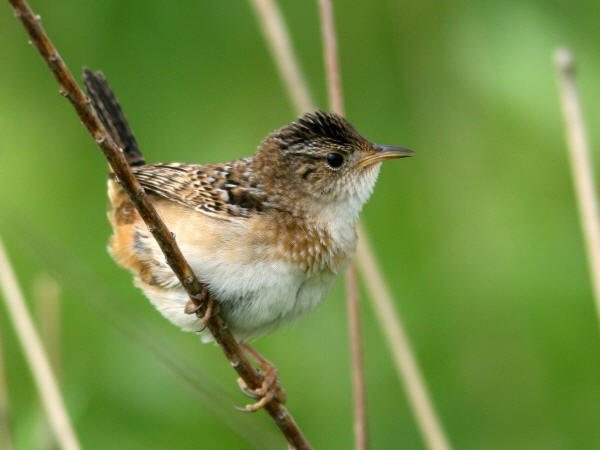 Sedge Wren