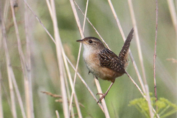 Sedge Wren