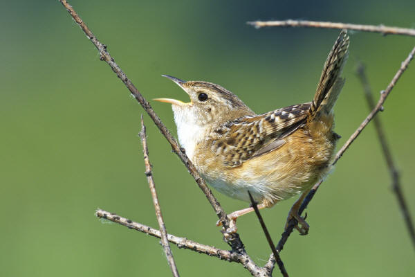 Sedge Wren