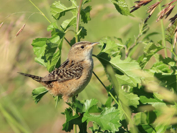 Sedge Wren