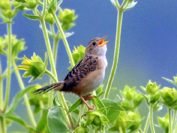 Sedge Wren