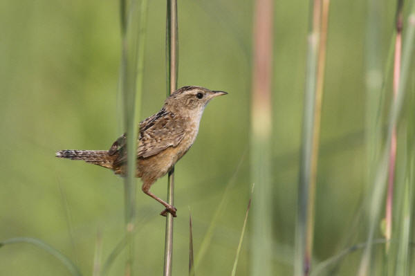 Sedge Wren