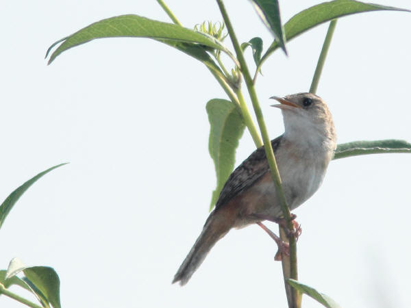 Sedge Wren