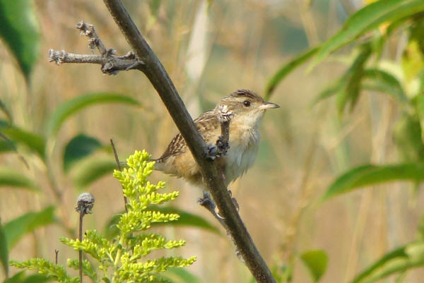 Sedge Wren